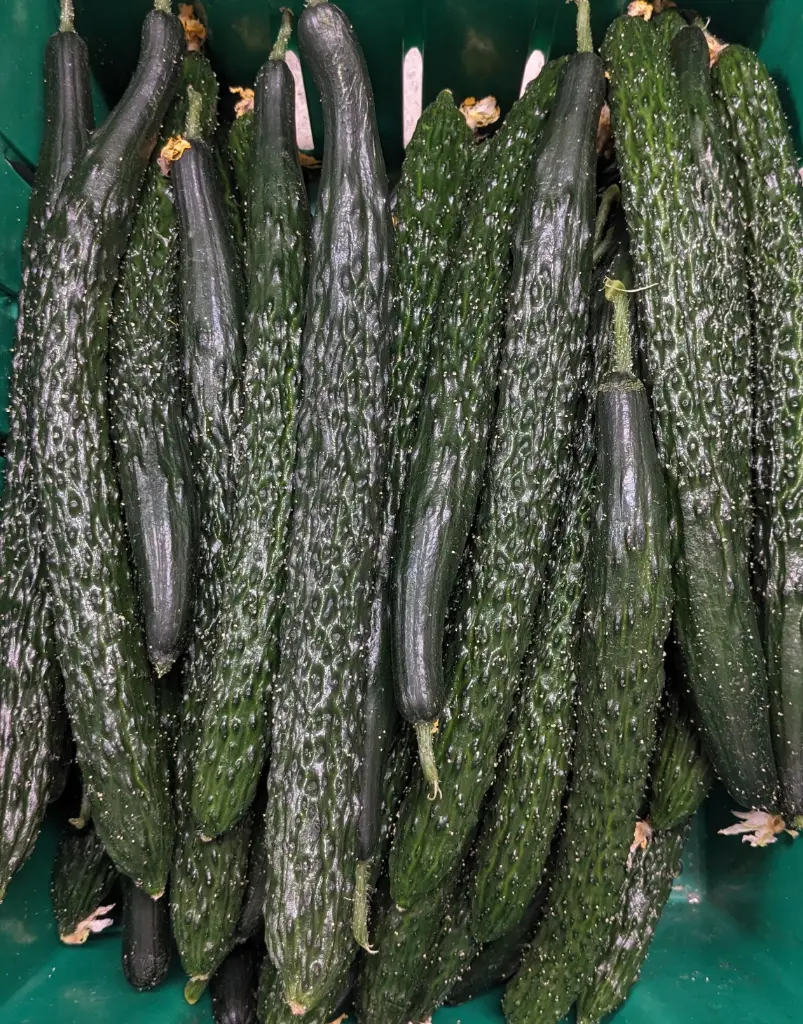 蔬菜 - 自產中國黃瓜 刺黃瓜 Farm Grown Chinese Cucumber