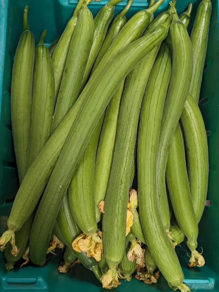 蔬菜 - 絲瓜 Towel Gourd