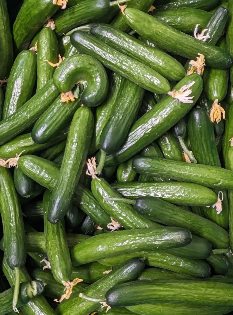 蔬菜 -  自產日本小黃瓜 Japanese Cucumber