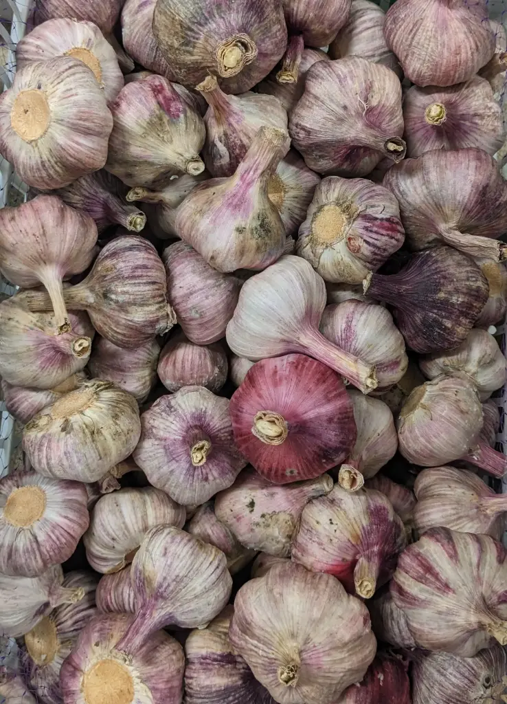 蔬菜 - 新鮮大蒜 Fresh Garlic