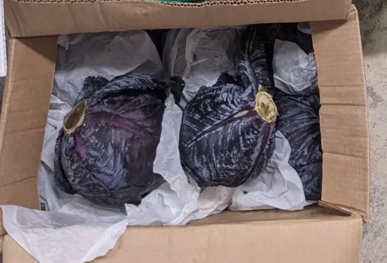 蔬菜 - 紫甘藍 Red Cabbage