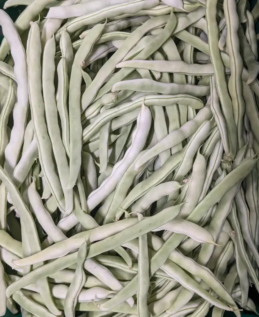 蔬菜 - 白不老雲豆 Bai Bu Lao Bean