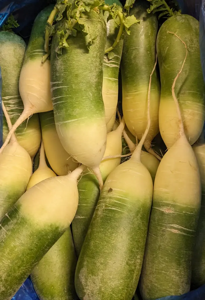 蔬菜 - 青蘿蔔 Green Radish