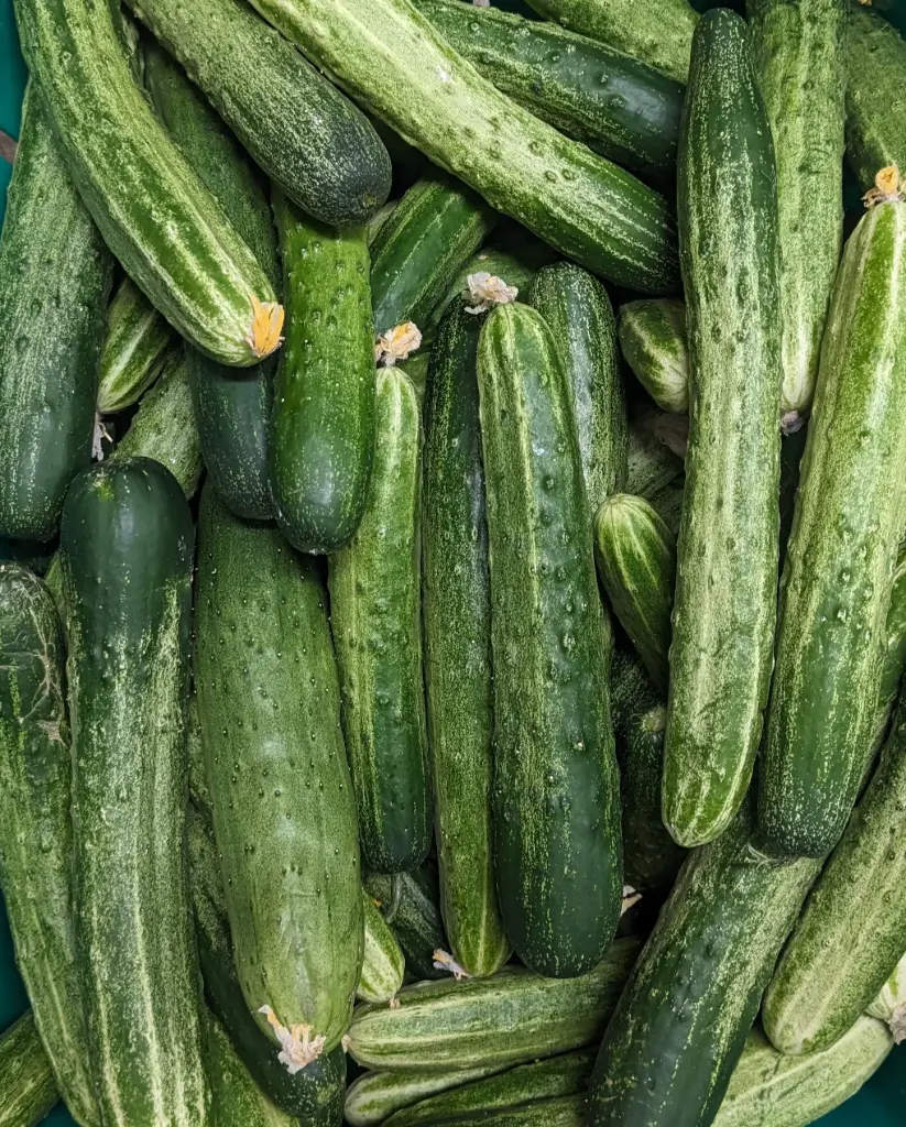 蔬菜 - 漢黃瓜 Chinese Cucumber