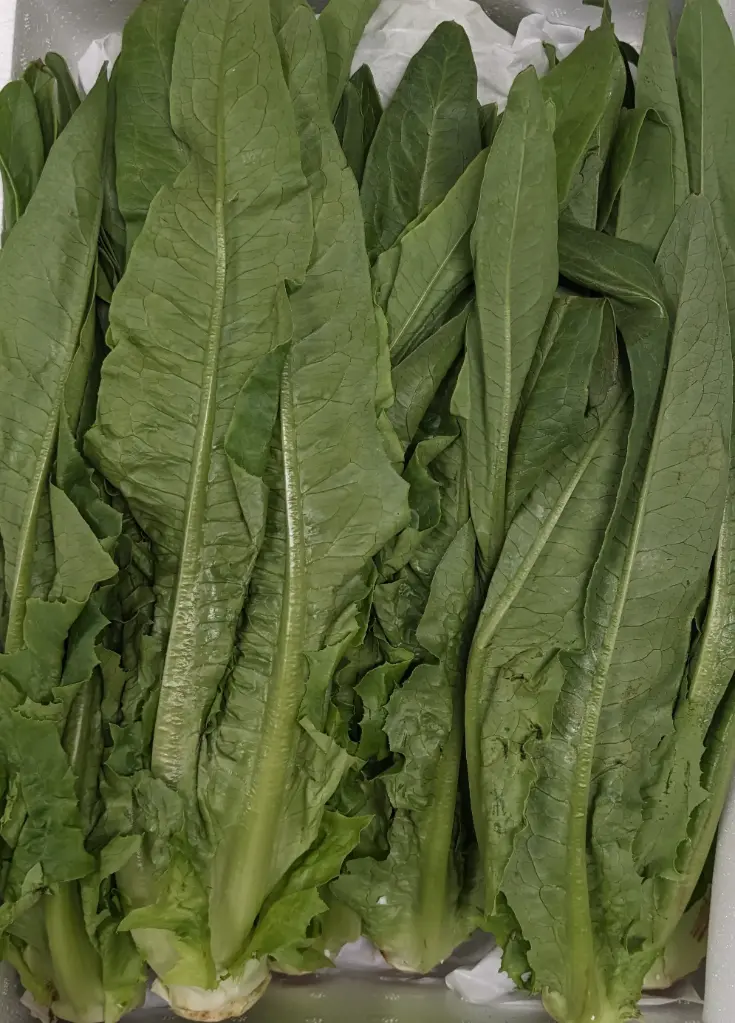 蔬菜 - 油麥菜 A Choy
