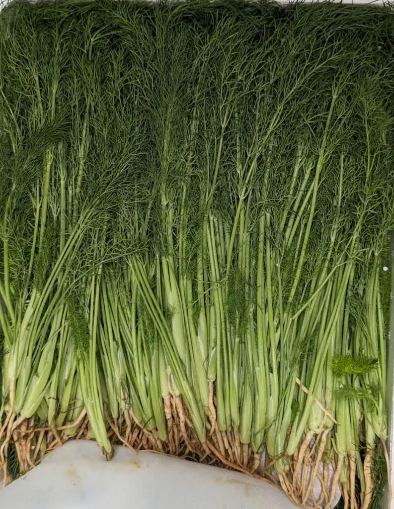 蔬菜 - 小茴香苗 Fennel Greens