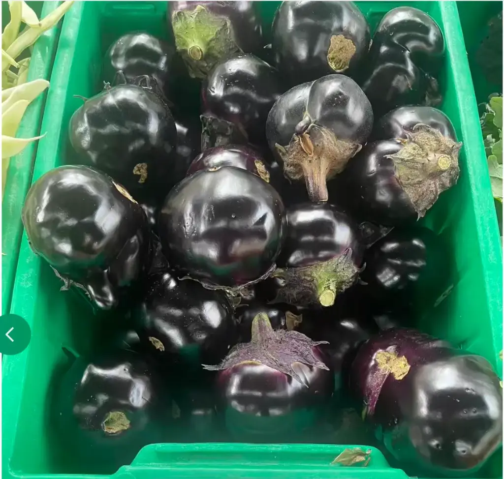 蔬菜 - 自產圓茄子 Eggplant
