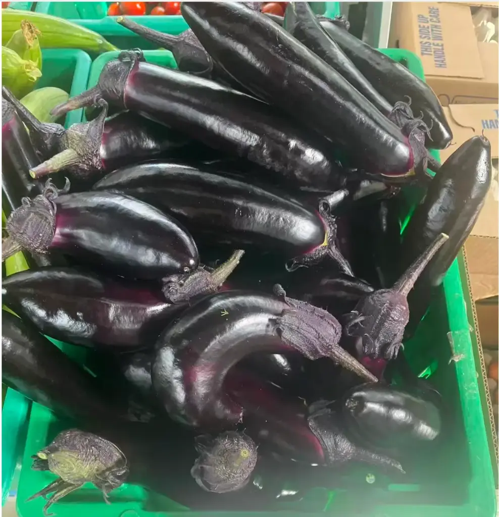 蔬菜 - 自產長茄子 Eggplant