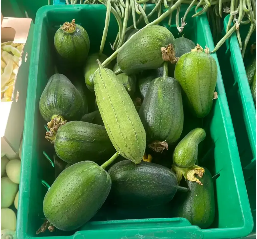 蔬菜 - 自產蘋果絲瓜 Towel Gourd