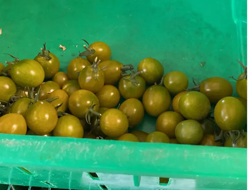 蔬菜 - 自產小番茄 黃綠 Farm Grown Cherry Tomato Yellow