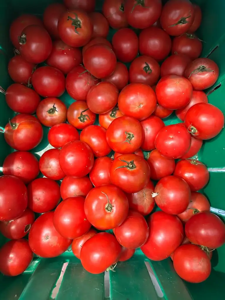 蔬菜 - 自產鐵皮番茄 Farm Grown Tomato