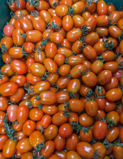 [5400022] 蔬菜 - 自產小番茄 紅 Farm Grown Cherry Tomato