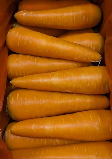 [5400018] 蔬菜 - 胡蘿蔔 Carrot