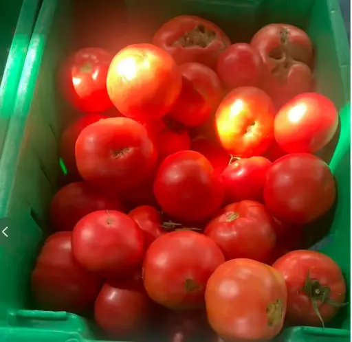 [5400021] 蔬菜 - 自產大番茄 Farm Grown Tomato